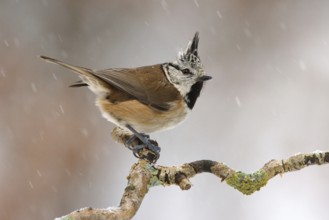 European Crested Tit (Lophophanes cristatus), Utrecht, Netherlands
