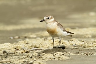 New Zealand Plover (Charadrius obscurus), Auckland, New Zealand