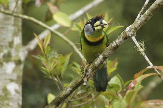 Fire-tufted Barbet (Psilopogon pyrolophus), Fraser's Hill, Malaysia