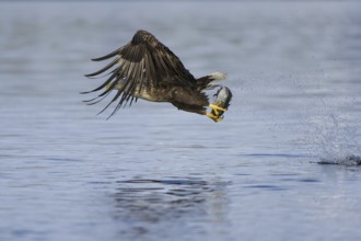 White-tailed Eagle (Haliaeetus albicilla) flying, Nord-Trondelag, Norway