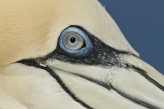 Northern Gannet (Morus bassanus), Quebec, Canada