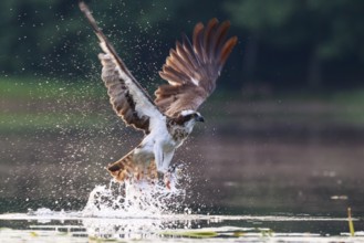 Western Osprey (Pandion haliaetus) hunting, Poland