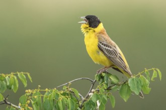Black-headed Bunting (Emberiza melanocephala) male singing, perched on a branch, Chachuca, Georgia