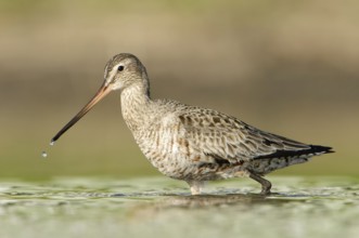 Hudsonian Godwit (Limosa haemastica), Texas, USA