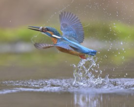 Kingfisher (Alcedo atthis), taking off from the water with a fish in its beak, Lechauen, Bavaria,