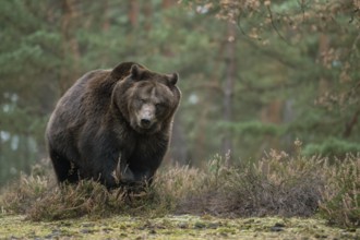 European brown bear (Ursus arctos), adult, particularly powerful animal, running across a clearing