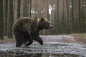 On the move in a hurry... European brown bear (Ursus (genus) arctos), young bear running at a fast