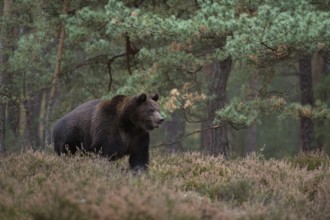 In the forest clearing... European brown bear (Ursus arctos), adult, particularly strong animal,