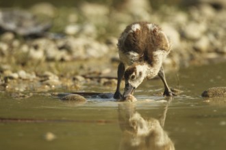 Egyptian goose (Alopochen aegyptiaca) young bird eating fish waste in a gravel pit, Allgäu,