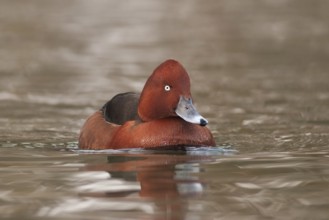 Ferruginous Duck (Aythya nyroca) male, St. Gallen, Switzerland