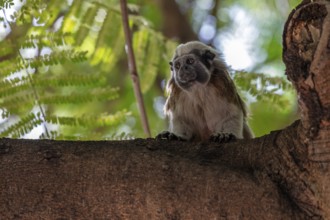 White-footed tamarin (Saguinus leucopus), Cartagena, Colombia