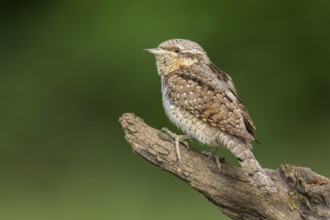 Eurasian Wryneck (Jynx torquilla) perched on a stump, Poland