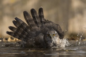 Northern Goshawk (Accipiter gentilis) bathing at a waterhole, Subotica, Serbia