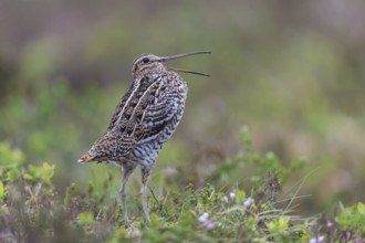 Doppelschnepfe (Gallinago media) Great snipe, male