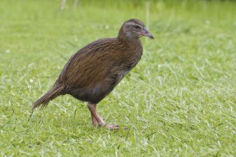 Weka (Gallirallus australis), New Zealand