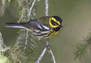 Townsend's Warbler (Setophaga townsendi)