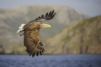 White-tailed Eagle (Haliaeetus albicilla) flying, Nord-Trondelag, Norway
