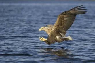 White-tailed Eagle (Haliaeetus albicilla) flying, Nord-Trondelag, Norway