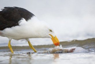 Pacific Gull (Larus pacificus) eating fish, Victoria, Australia