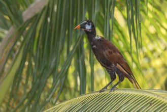 Montezuma Oropendola (Psarocolius montezuma), Costa Rica