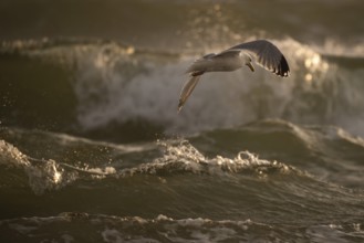 Herring gull (Larus argentatus) in flight over the surf looking for starfish, evening light, Hvide