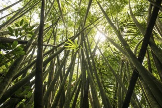 Jungle with giant bamboo, Khao Sok National Park, Phang Nga, Surat Thani, Thailand