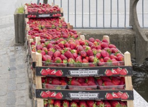 Street vending of strawberries, Prizren, Kosovo, Balkans