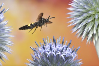 Scolia hirta (Scolia hirta) in flight on a globe thistle (Echinops)