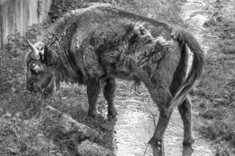 European bison (Bison bonasus) in a stream, wildlife park, Bavaria, Germany