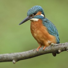 Adult bird... Kingfisher (Alcedo atthis) hunting, perched tensely on its perch, flying diamond,