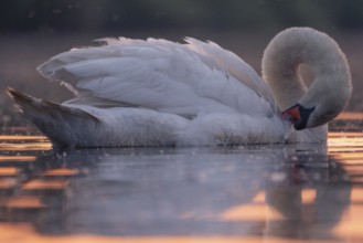 A Mute Swan (Cygnus olor) swimming on the Steinhuder Meer in the evening light, animal photo, bird,