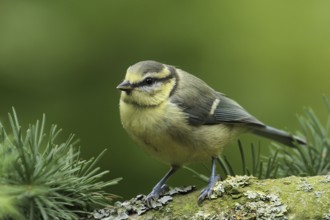 Eurasian Blue Tit (Cyanistes caeruleus) juvenile, Lower Saxony, Germany