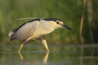 Black-crowned Night Heron (Nycticorax nycticorax) hunting, Pusztaszer, Hungary