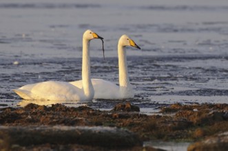 Whooper Swan (Cygnus cygnus), Lower Saxony, Germany