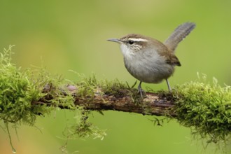 Bewick's Wren (Thryomanes bewickii), British Columbia, Canada