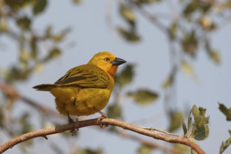Eastern Golden Weaver (Ploceus subaureus), Namibia