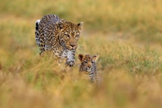 Leopard cub with mother walk. Big wild cat in the nature habitat, sunny day on the savannah, Khwai