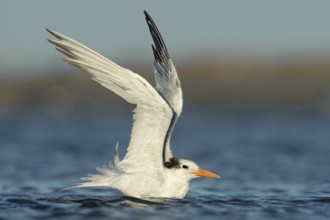 Royal Tern (Thalasseus maximus), Texas, USA