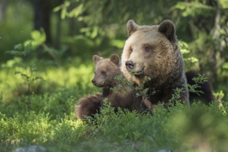Eurasian Brown Bear (Ursus arctos) mother with cubs in forest, Finland