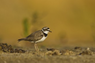 Little Ringed Plover (Charadrius dubius), North Rhine-Westphalia, Germany
