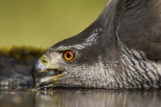 Northern Goshawk (Accipiter gentilis) drinking at a waterhole, Subotica, Serbia