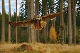 Owl in forest habitat, wide angle lens. Flying Eurasian Eagle Owl with open wings in forest