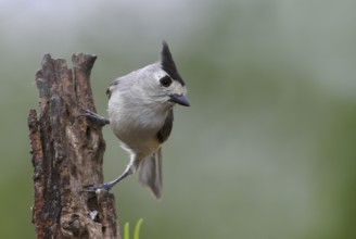 Black-crested Titmouse (Baeolophus atricristatus), Texas, USA