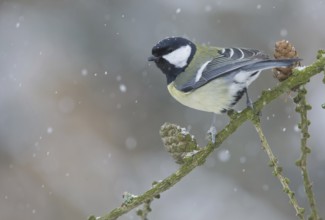 Great Tit (Parus major), Saxony, Germany