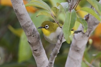 Malagasy White-eye (Zosterops maderaspatanus), Isalo, Madagascar
