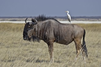 Western Cattle Egret (Bubulcus ibis) perched on a Wildebeest, Ethosha, Namibia