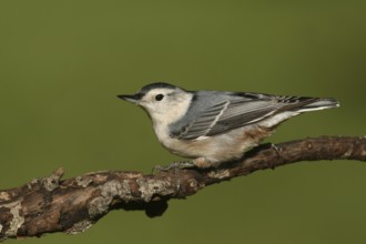 White-breasted Nuthatch (Sitta carolinensis), Ohio, USA