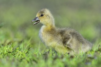 Greylag Goose (Anser anser) chick, Lower Saxony, Germany