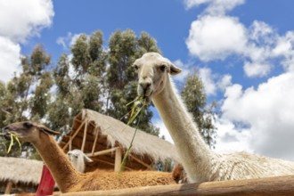 Alpaca and Llama Farm, near Cusco, Peru