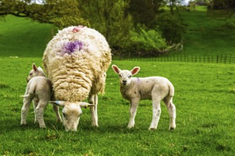 Sheeps, Pooley Bridge, Ullswater Lake, Lake District National Park, Cumbria, England, United